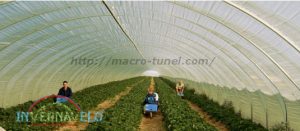 macro túnel protección para hortalizas
