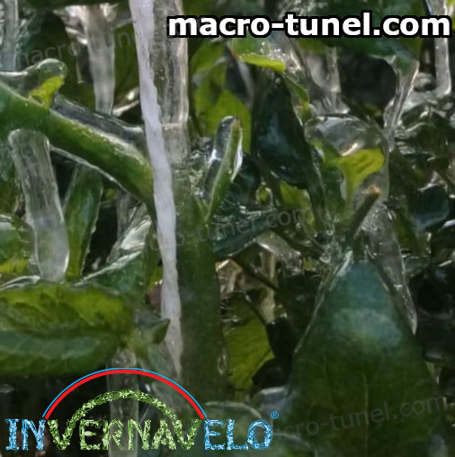 plantas congeladas por heladas extremas
